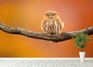 Orange Ferruginous Pygmy Owl Wall Mural Wallpaper - Canvas Art Rocks - 4