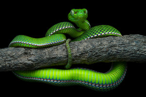 Green Trimeresurus Vogeli Snake Wall Mural Wallpaper - Canvas Art Rocks - 1