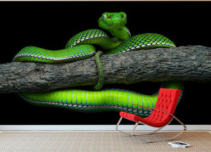 Green Trimeresurus Vogeli Snake Wall Mural Wallpaper - Canvas Art Rocks - 2