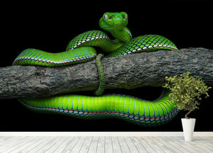 Green Trimeresurus Vogeli Snake Wall Mural Wallpaper - Canvas Art Rocks - 4