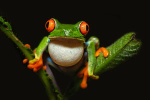 Red-eyed tree frog Wall Mural Wallpaper - Canvas Art Rocks - 1