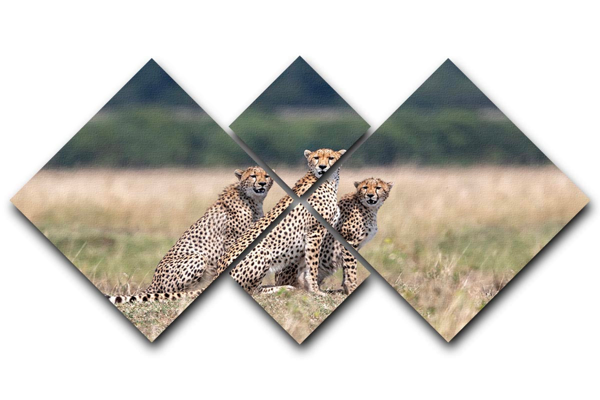 Three Cheetahs 4 Square Multi Panel Canvas - Canvas Art Rocks - 1