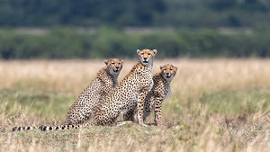 Three Cheetahs Wall Mural Wallpaper - Canvas Art Rocks - 1