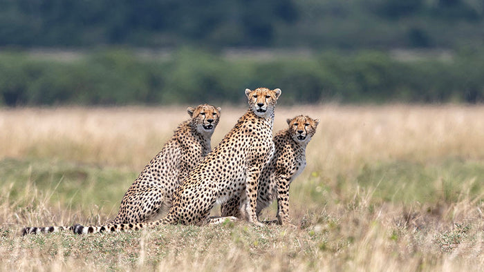 Three Cheetahs Wall Mural Wallpaper