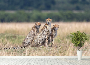 Three Cheetahs Wall Mural Wallpaper - Canvas Art Rocks - 4