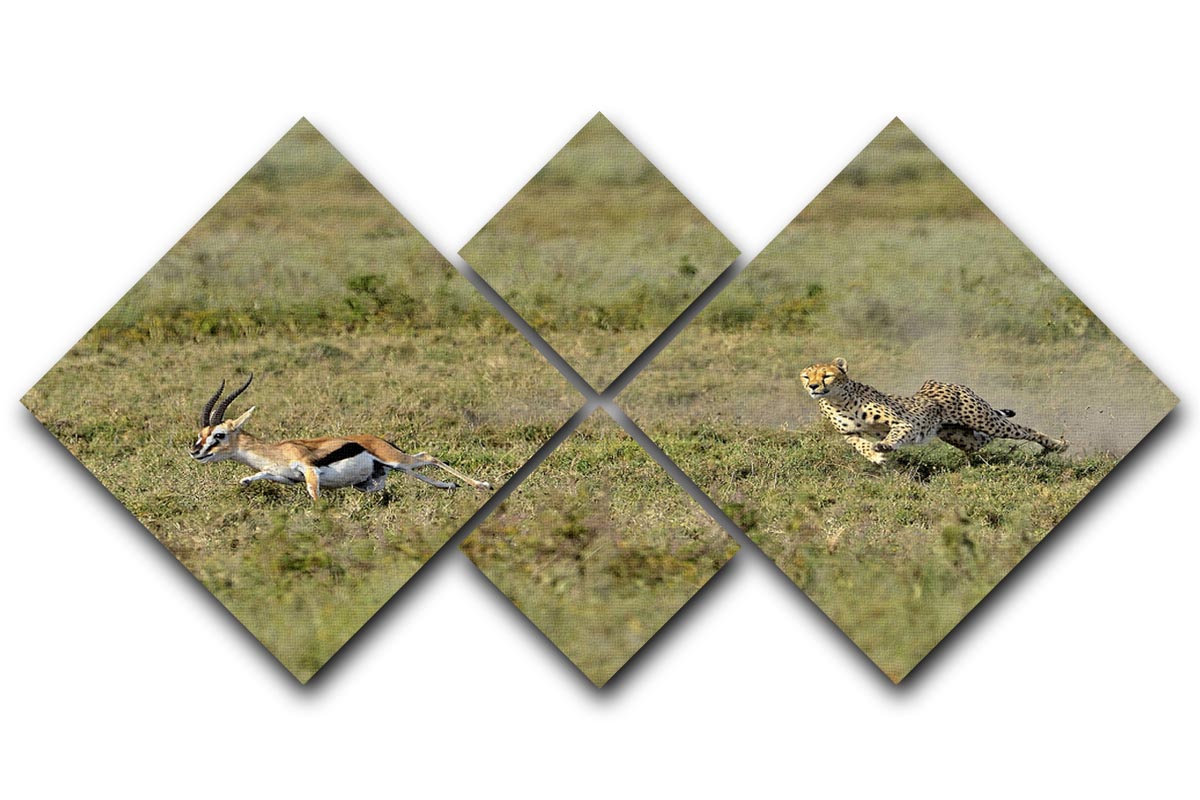 Cheetah Hunting 4 Square Multi Panel Canvas - Canvas Art Rocks - 1