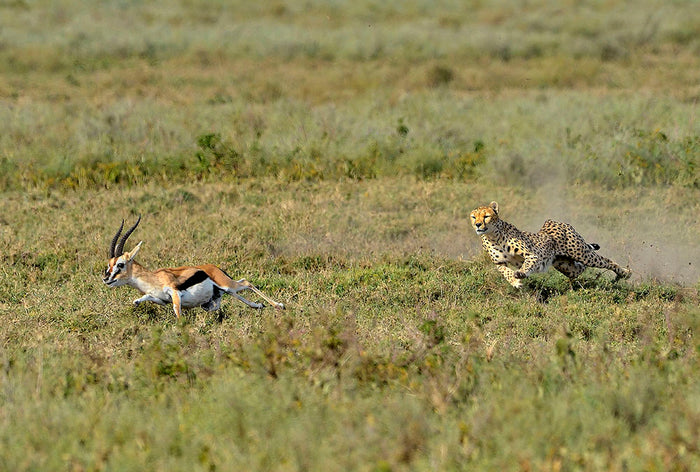 Cheetah Hunting Wall Mural Wallpaper