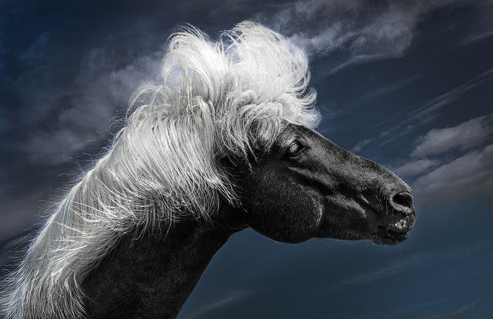 White Mane On A Black Horse Wall Mural Wallpaper