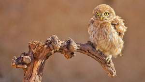 Little Owl On A Branch Wall Mural Wallpaper - Canvas Art Rocks - 1