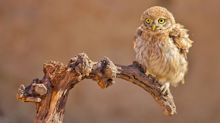 Little Owl On A Branch Wall Mural Wallpaper