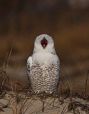 A Snowy Owl Chirping Wall Mural Wallpaper - Canvas Art Rocks - 1