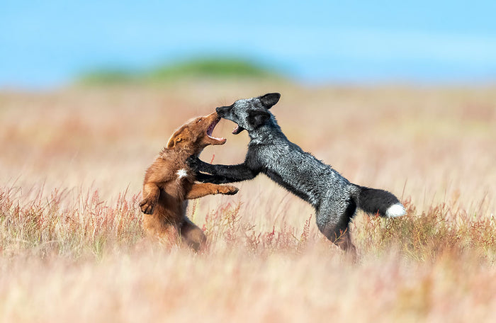 Two Foxes Wrestling Wall Mural Wallpaper