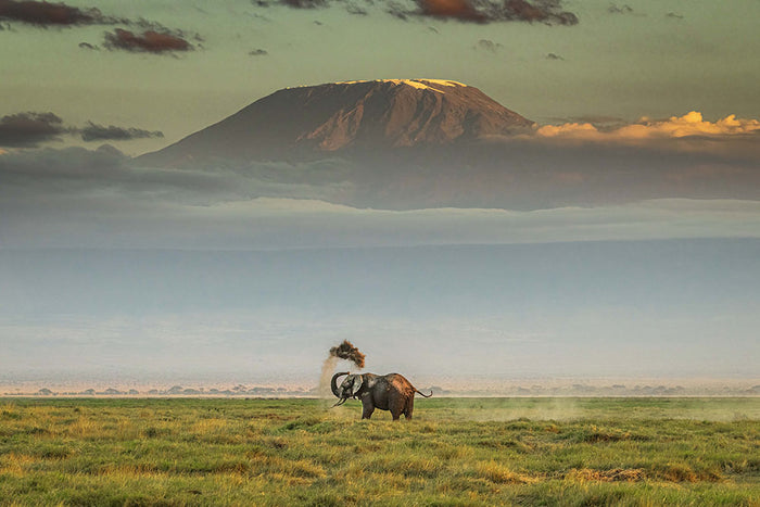 An Elephant Playing In The Dirt Wall Mural Wallpaper