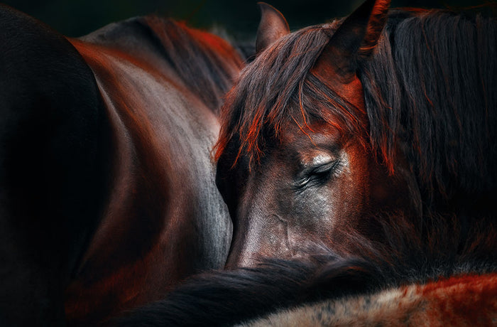 Horses Sleep In A Huddle Wall Mural Wallpaper