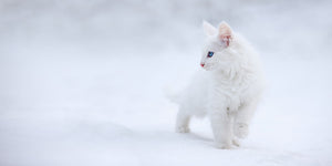 Kitten White as Snow Wall Mural Wallpaper - Canvas Art Rocks - 1