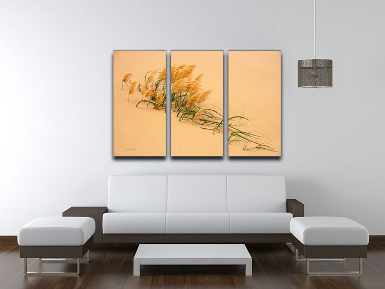 Pampas Grass In Sand Dune 3 Split Panel Canvas Print - Canvas Art Rocks - 3