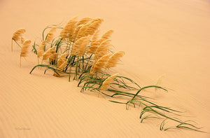 Pampas Grass In Sand Dune Wall Mural Wallpaper - Canvas Art Rocks - 1