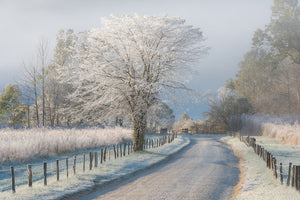 A Frosty Morning Wall Mural Wallpaper - Canvas Art Rocks - 1