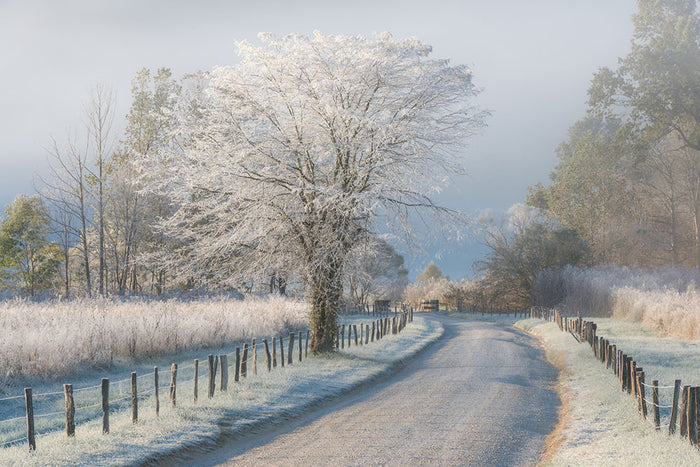 A Frosty Morning Wall Mural Wallpaper