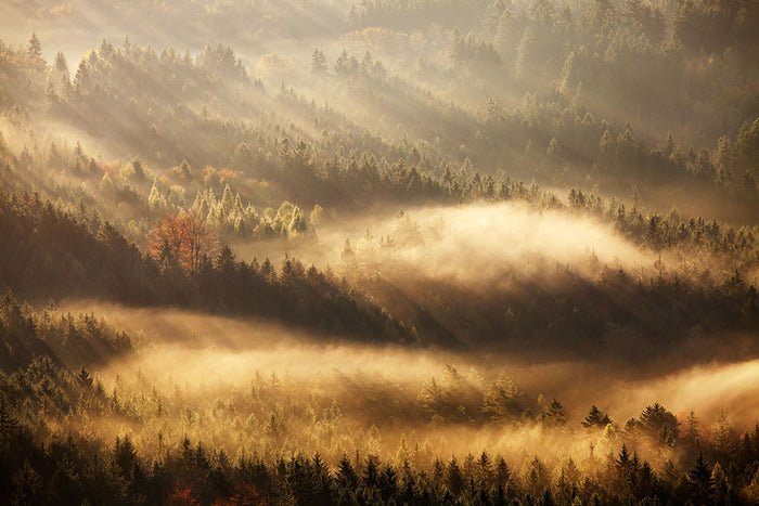 Autumn Rays Wall Mural Wallpaper