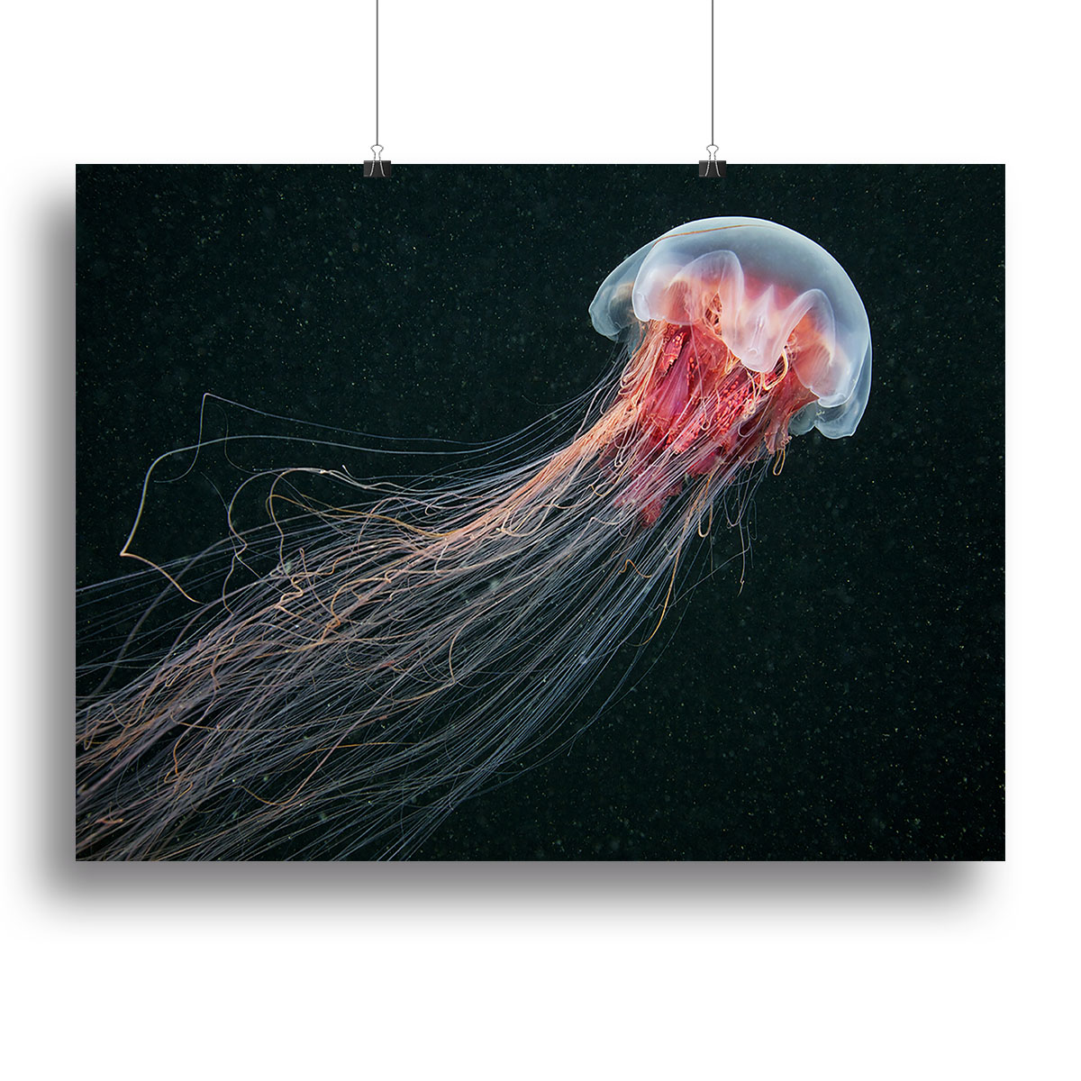 Longtail Canvas Print or Poster - Canvas Art Rocks - 2