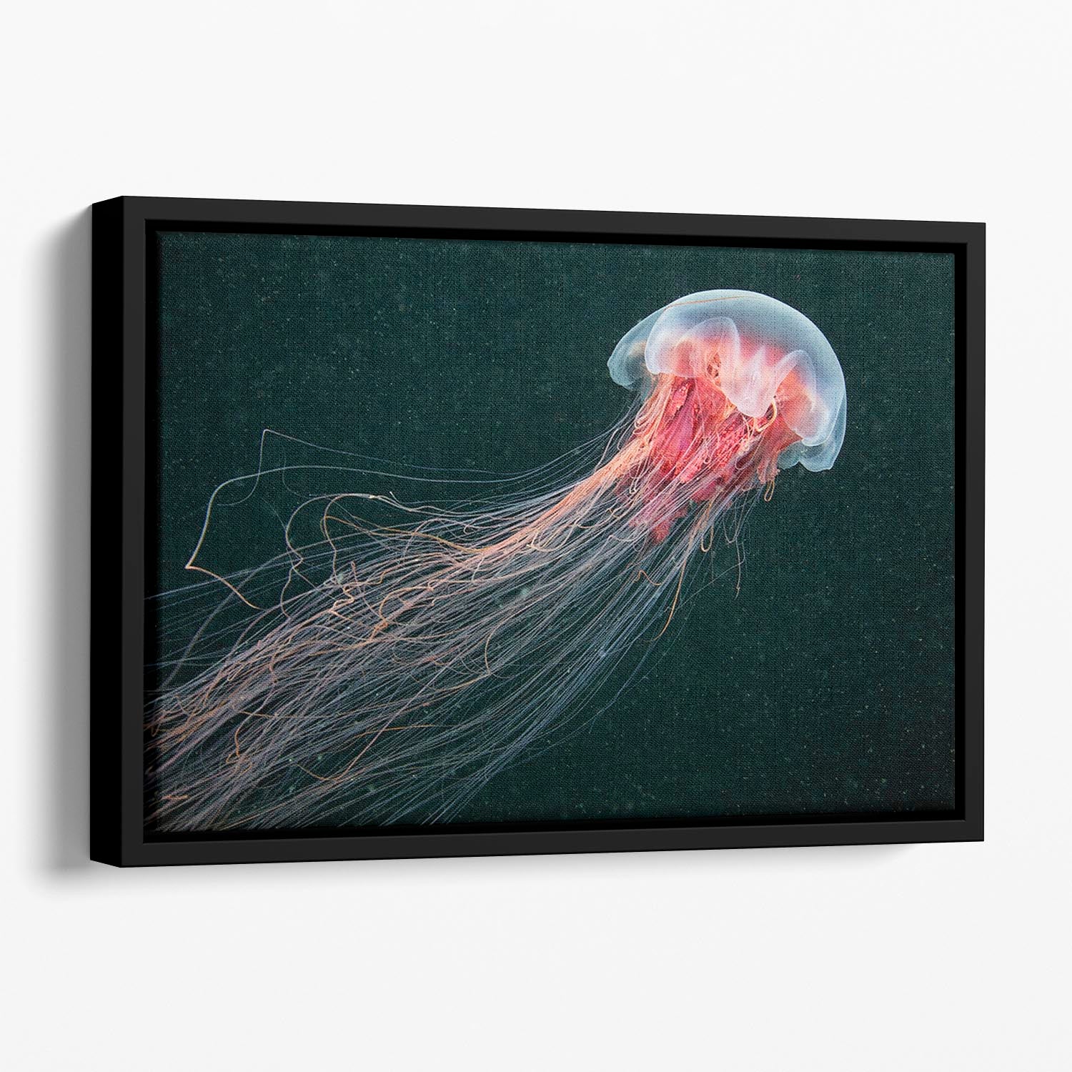 Longtail Floating Framed Canvas - Canvas Art Rocks - 1