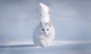 White Kitten Running In Snow Wall Mural Wallpaper - Canvas Art Rocks - 1