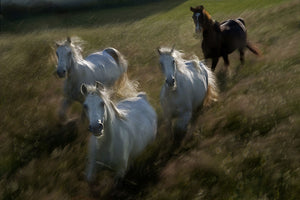 Horses Gallop in Wall Mural Wallpaper - Canvas Art Rocks - 1