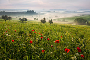 Tuscan Spring Wall Mural Wallpaper - Canvas Art Rocks - 1