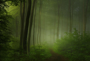 Forest Morning Wall Mural Wallpaper - Canvas Art Rocks - 1