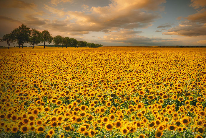 Sunflowers Wall Mural Wallpaper