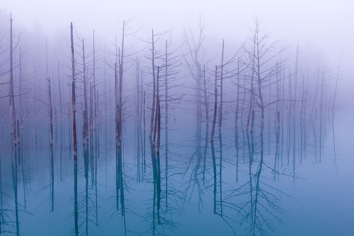 Misty Blue Pond Wall Mural Wallpaper