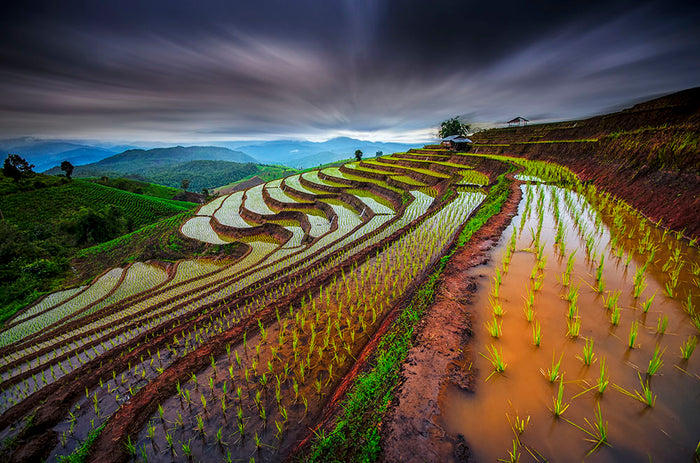 Unseen Rice Field Wall Mural Wallpaper