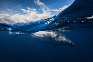 Humpback Whale And The Sky Wall Mural Wallpaper - Canvas Art Rocks - 1