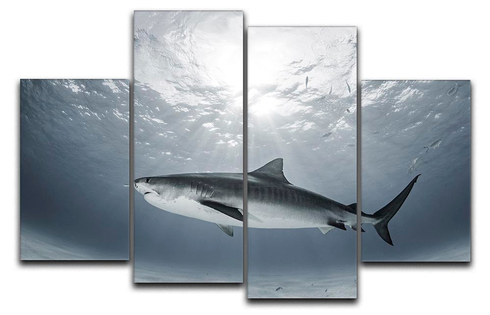 Tiger Rays 4 Split Panel Canvas - Canvas Art Rocks - 1