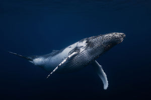 Humpback Whale In Blue Wall Mural Wallpaper - Canvas Art Rocks - 1