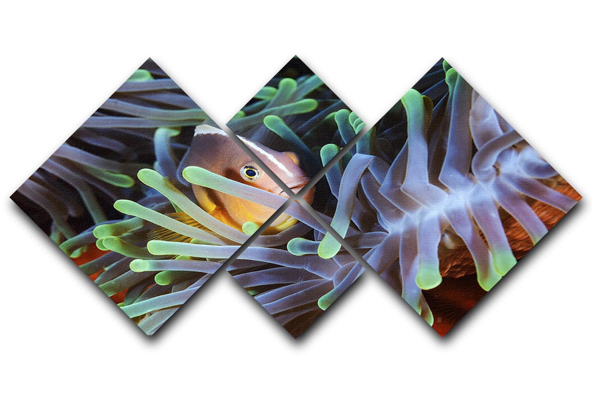 Clownfish 4 Square Multi Panel Canvas - Canvas Art Rocks - 1