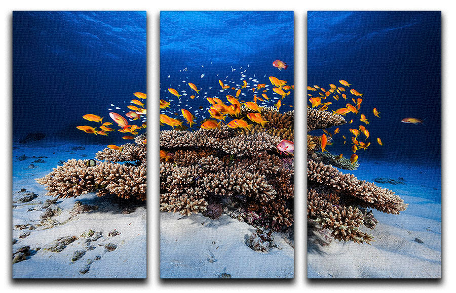 Marine Life 3 Split Panel Canvas Print - Canvas Art Rocks - 1