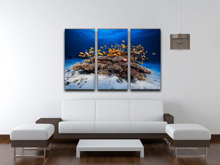 Marine Life 3 Split Panel Canvas Print - Canvas Art Rocks - 3