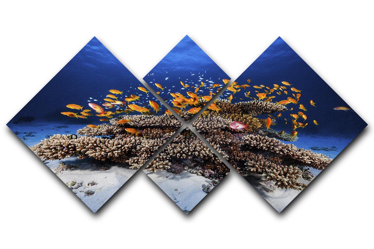 Marine Life 4 Square Multi Panel Canvas - Canvas Art Rocks - 1