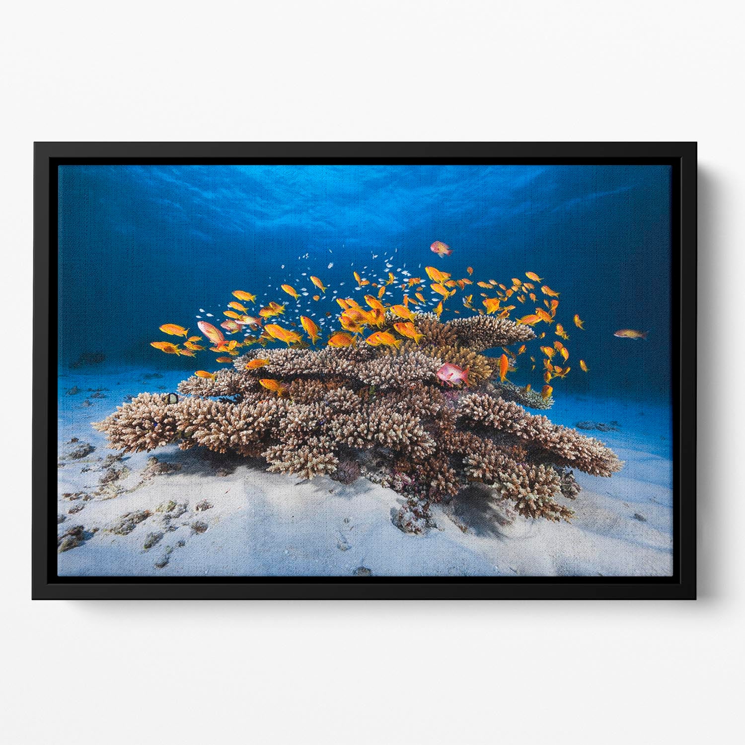 Marine Life Floating Framed Canvas - Canvas Art Rocks - 2