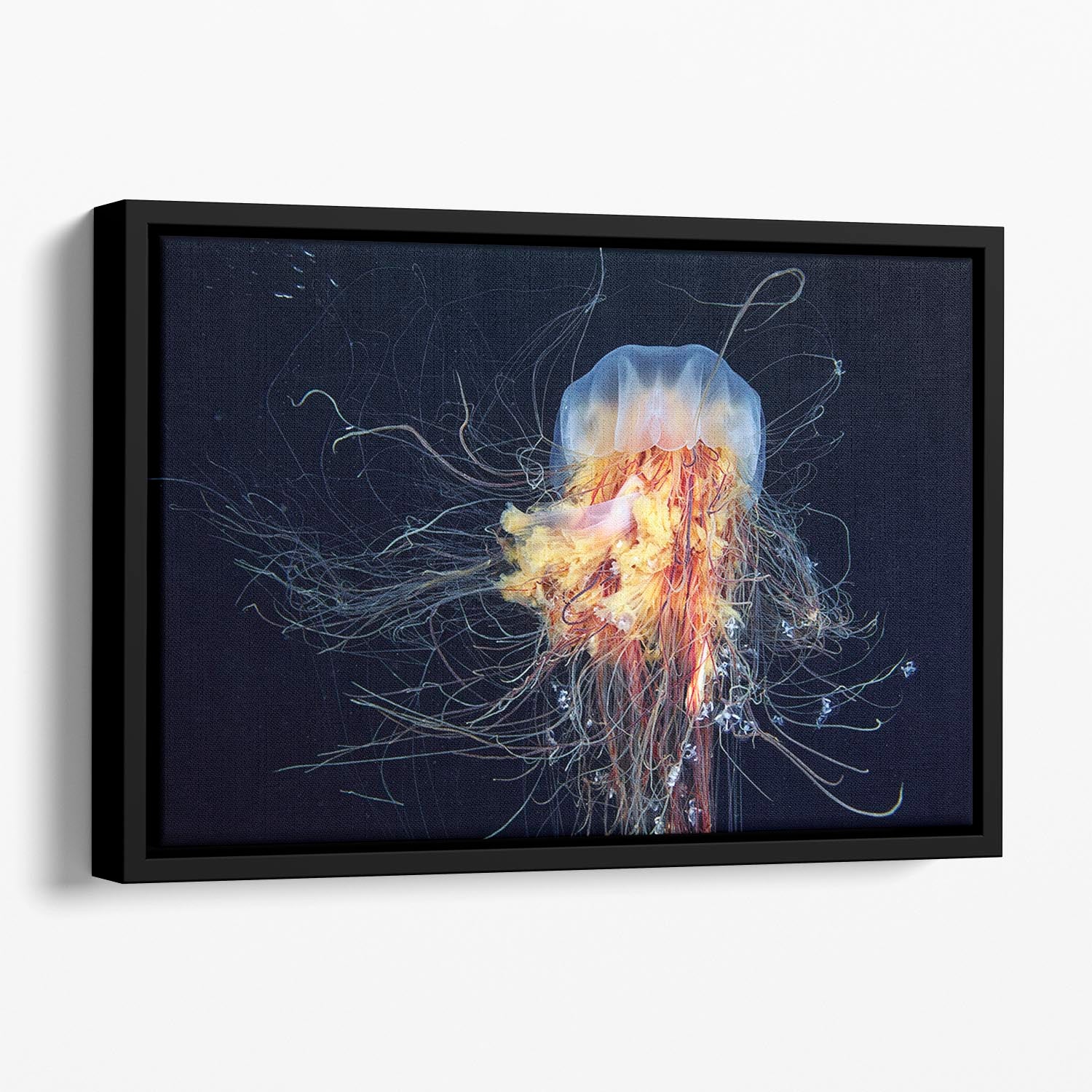 Giant Lion's Mane Floating Framed Canvas - Canvas Art Rocks - 1