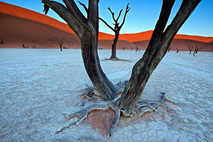 Ancient Trees In The Vlei Wall Mural Wallpaper - Canvas Art Rocks - 1