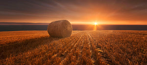 Gold Harvest Wall Mural Wallpaper - Canvas Art Rocks - 1