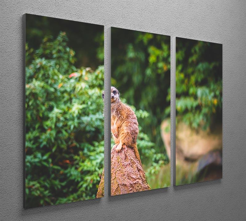 A Meerkats full attention 3 Split Panel Canvas Print - Canvas Art Rocks - 2