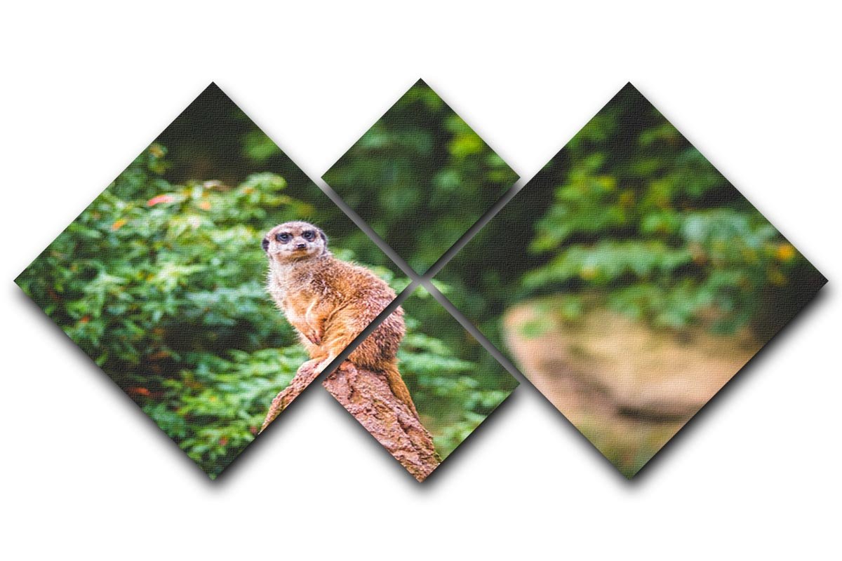 A Meerkats full attention 4 Square Multi Panel Canvas - Canvas Art Rocks - 1