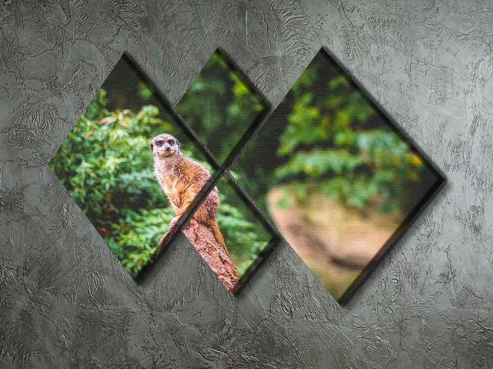 A Meerkats full attention 4 Square Multi Panel Canvas - Canvas Art Rocks - 2