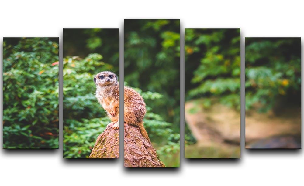 A Meerkats full attention 5 Split Panel Canvas - Canvas Art Rocks - 1