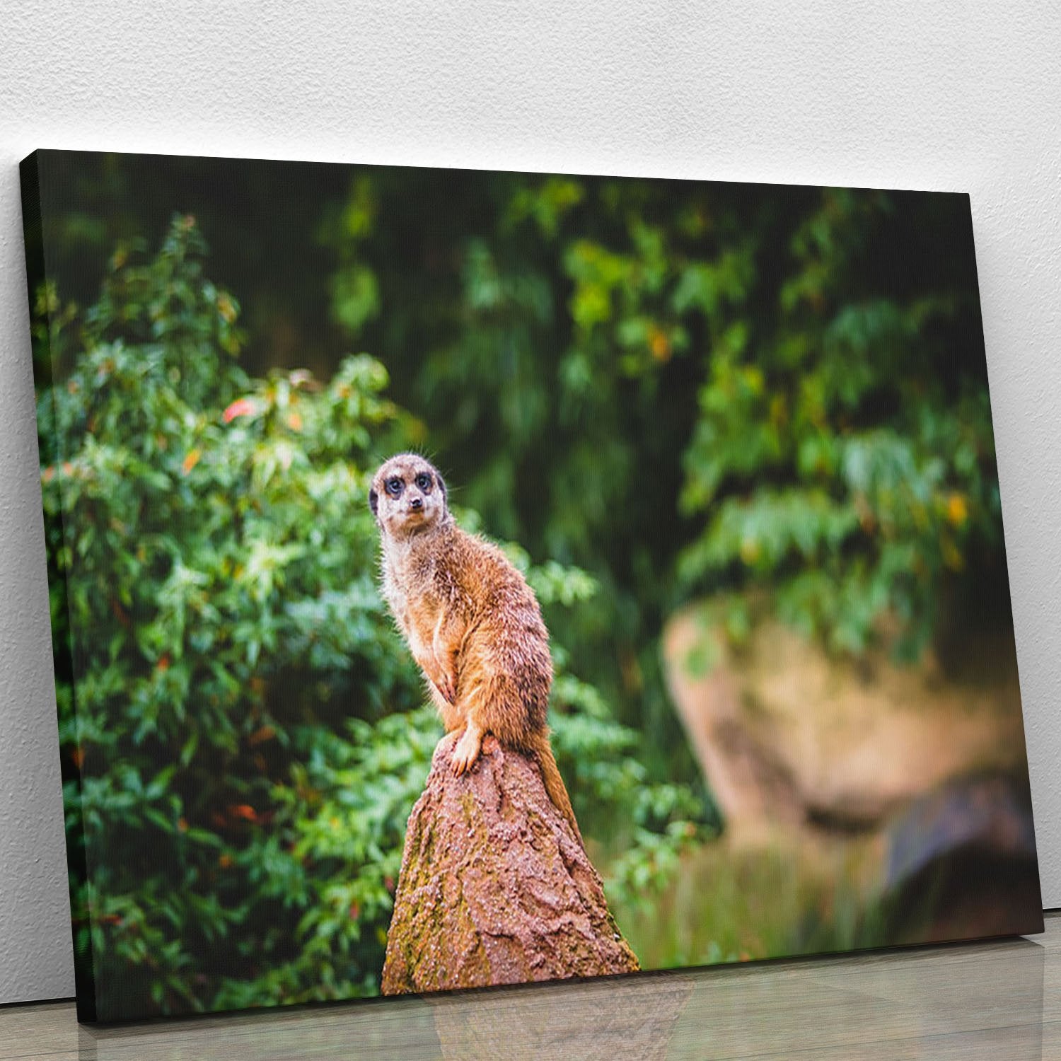A Meerkats full attention Canvas Print or Poster