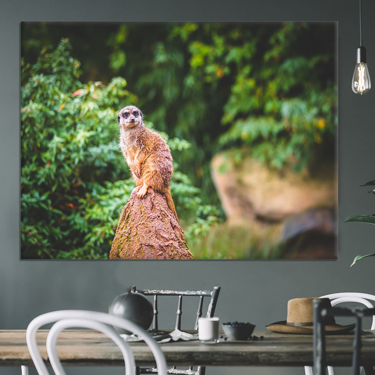 A Meerkats full attention Canvas Print or Poster